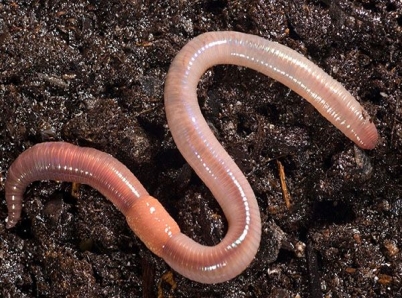 дощовий черв'як